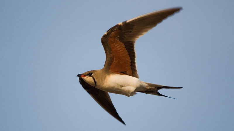 Birds of Doñana